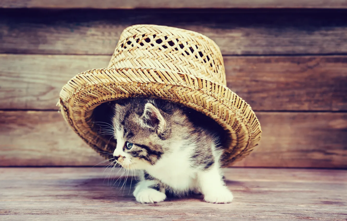 Photo wallpaper cat, kitty, Board, hat, cute, hat, kittens