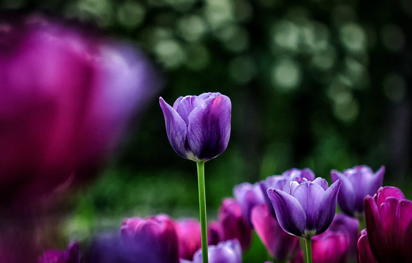 Photo wallpaper flowers, glare, background, blur, purple, tulips, pink, flowerbed