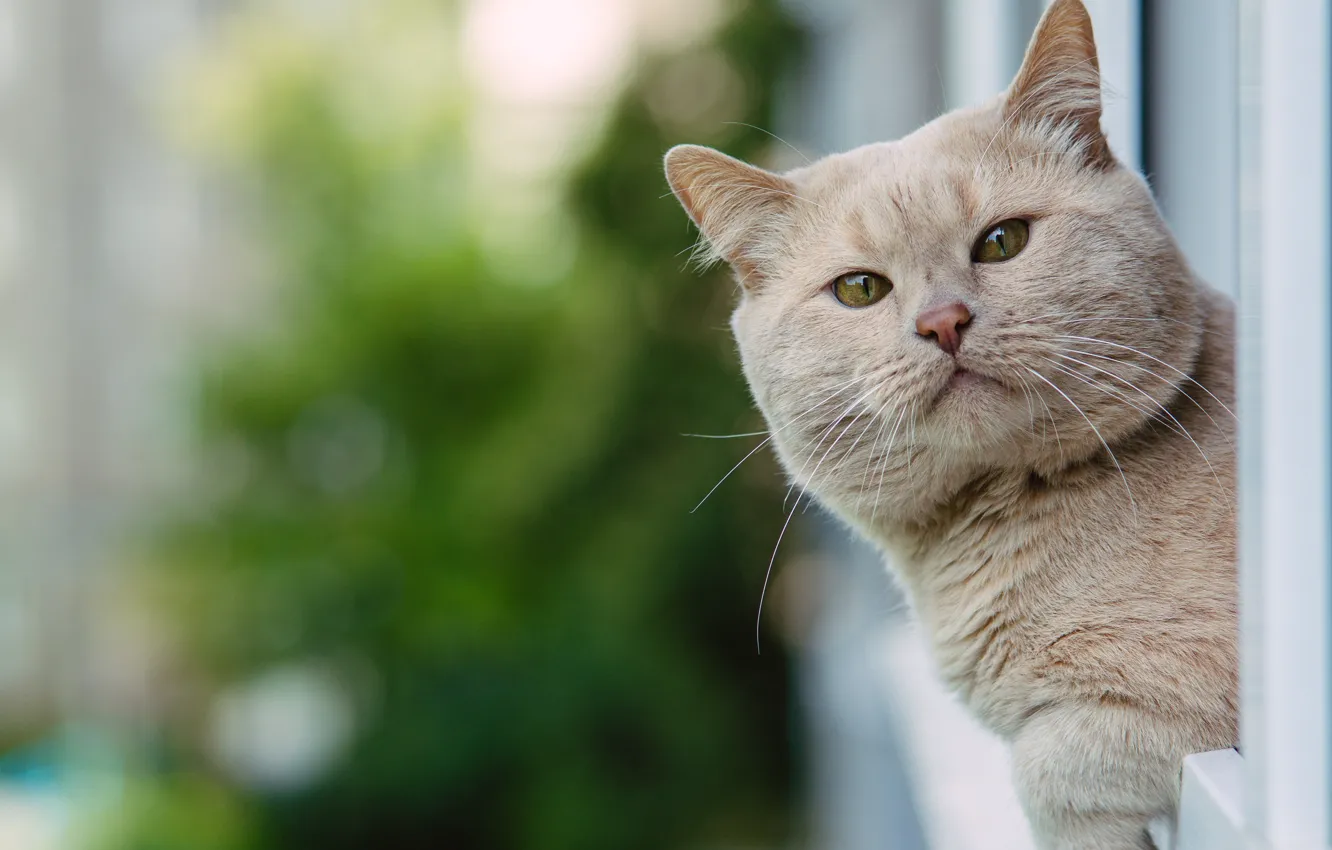 Photo wallpaper cat, cat, look, face, portrait, bokeh