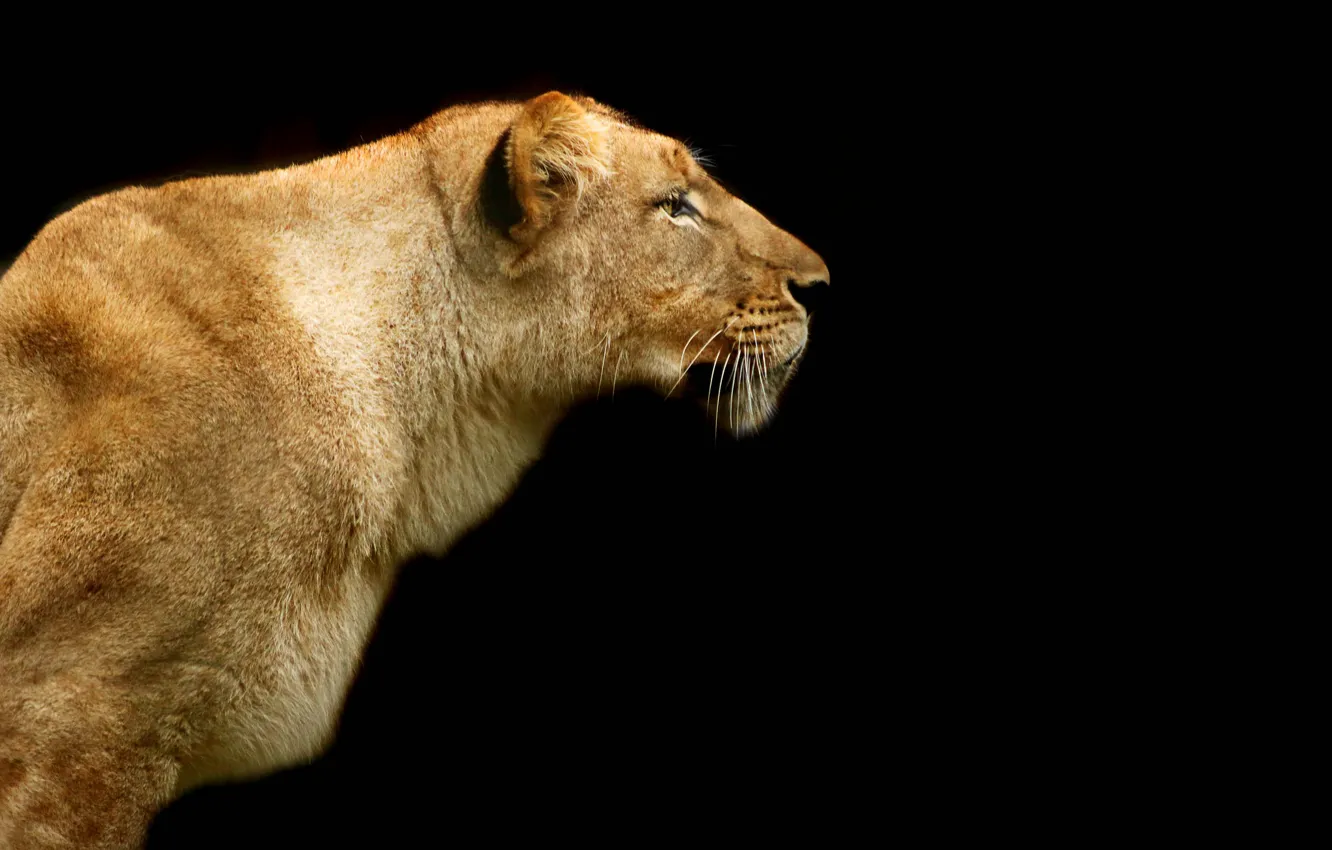 Photo wallpaper nature, Leo, beast