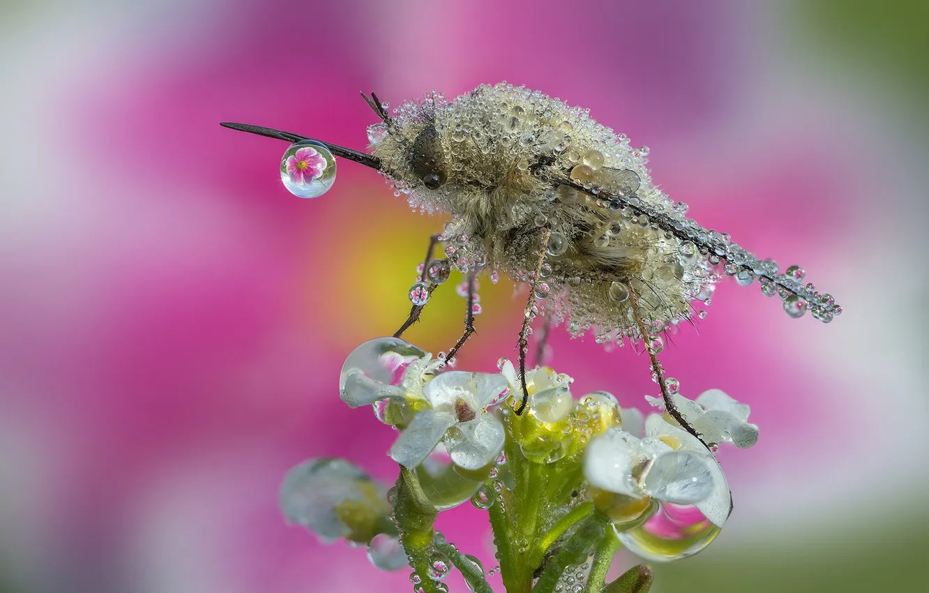 Photo wallpaper drops, macro, flowers, Rosa, insect, the mosquito, pink background, bokeh