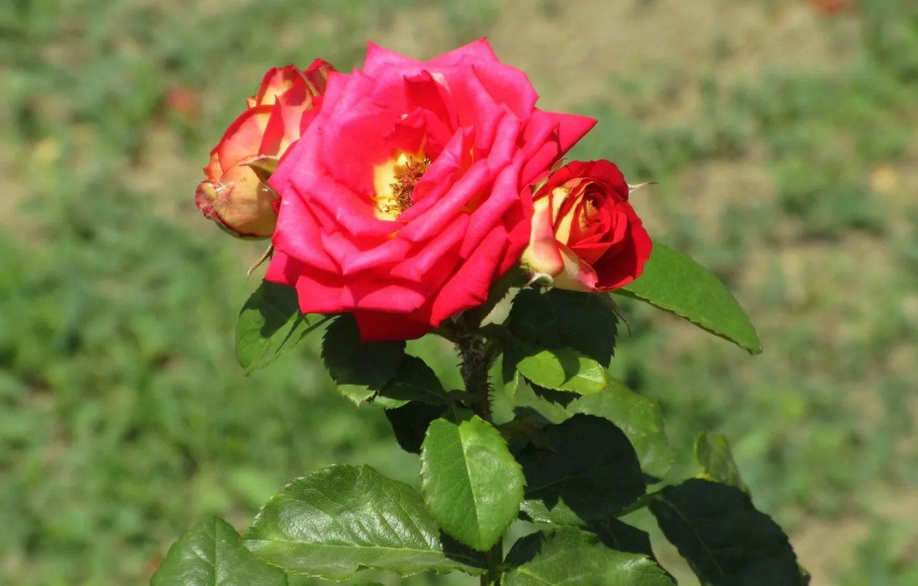 Photo wallpaper background, roses, Sunny, Meduzanol ©, Summer 2018