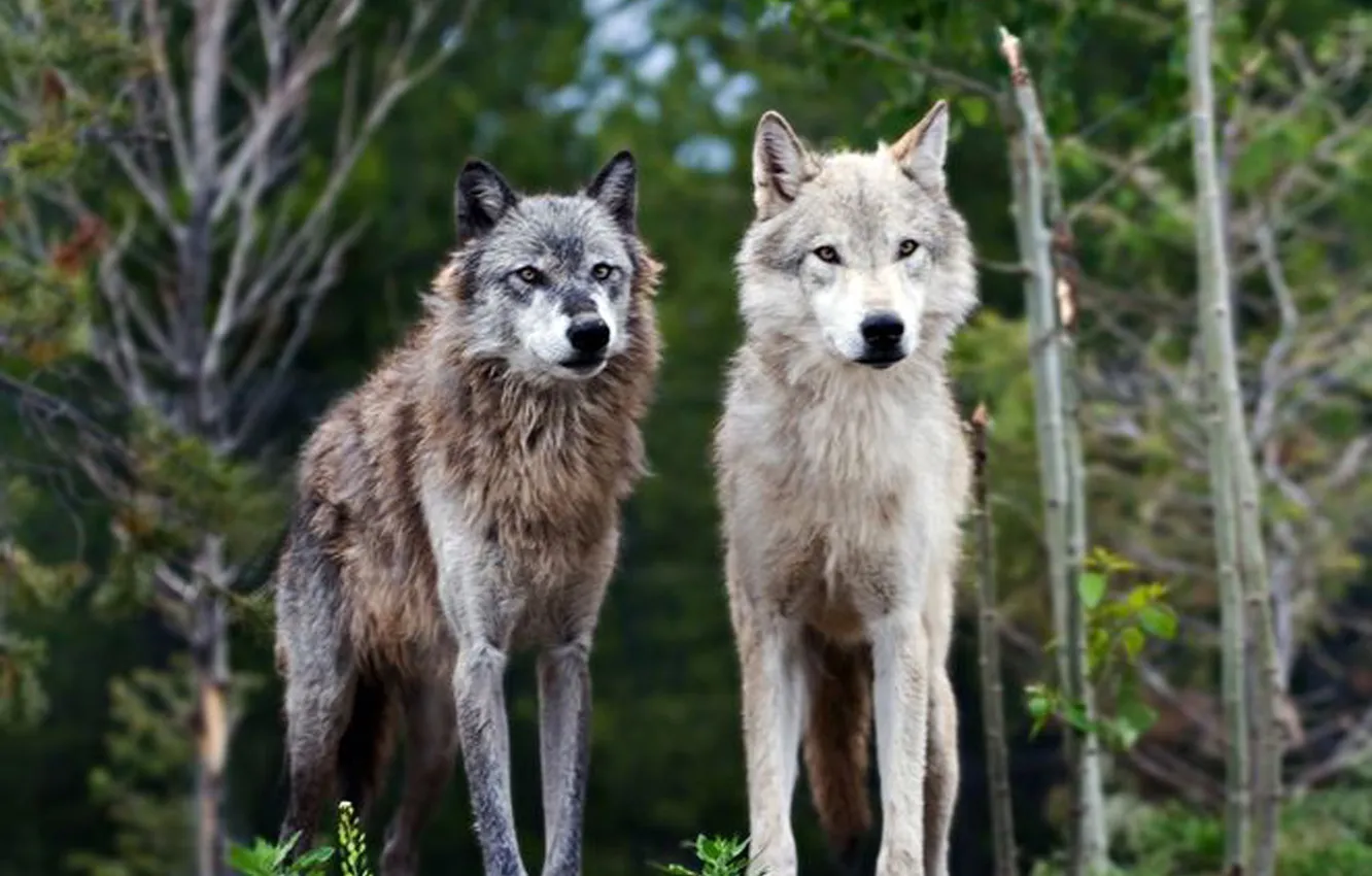 Photo wallpaper Predator, nature, snow, face, animal, wolf, canis lupus, wildlife