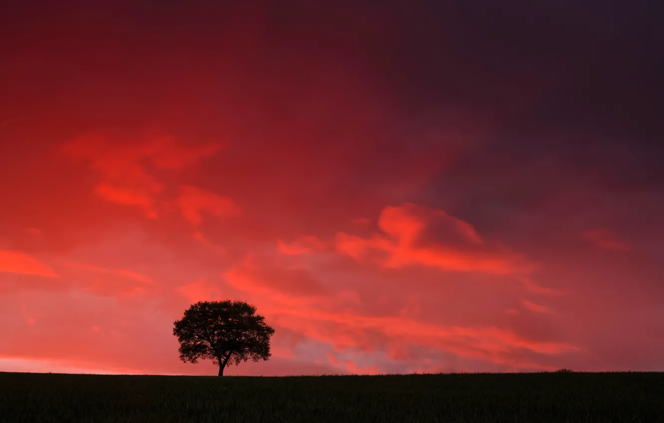 Photo wallpaper field, trees, silhouette, glow
