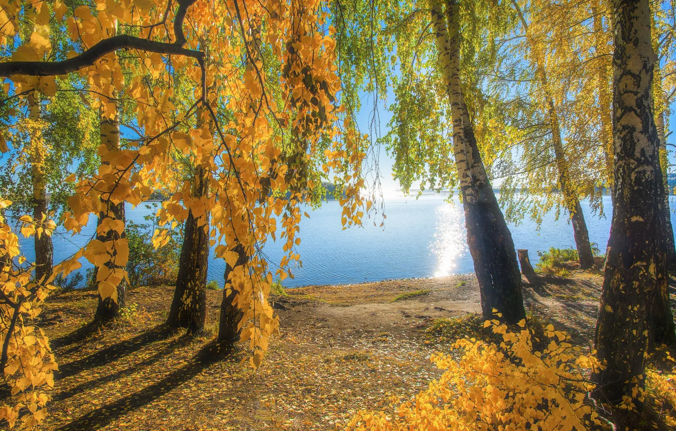 Photo wallpaper autumn, forest, the sun, light, trees, branches, nature, lake