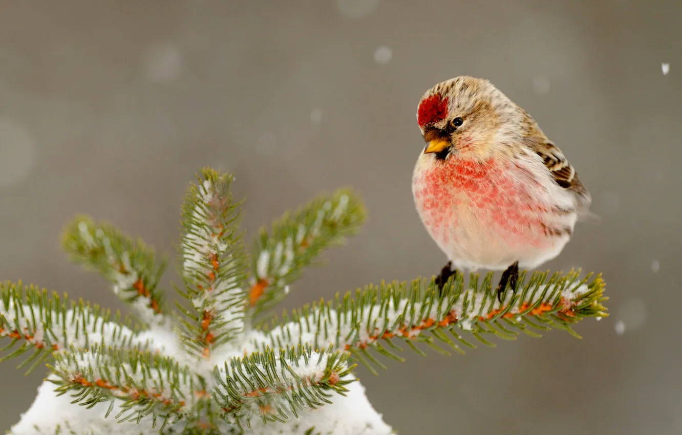 Photo wallpaper winter, snow, needles, nature, bird, tree, beak
