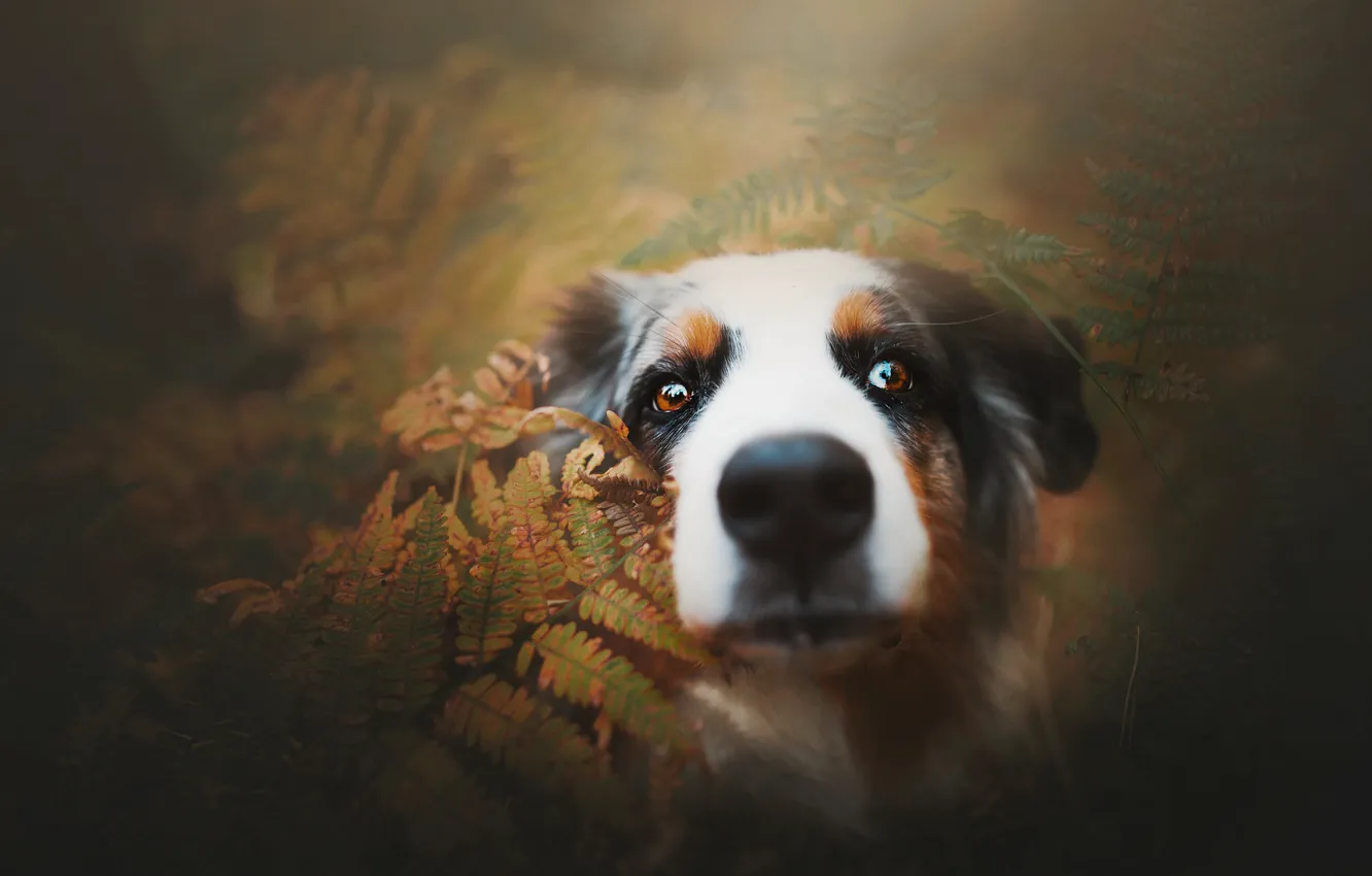 Photo wallpaper face, dog, nose, fern, Australian shepherd, Aussie