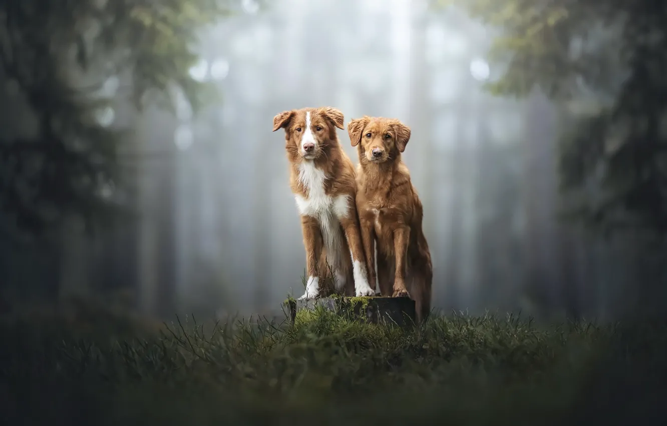 Photo wallpaper nature, each, dog