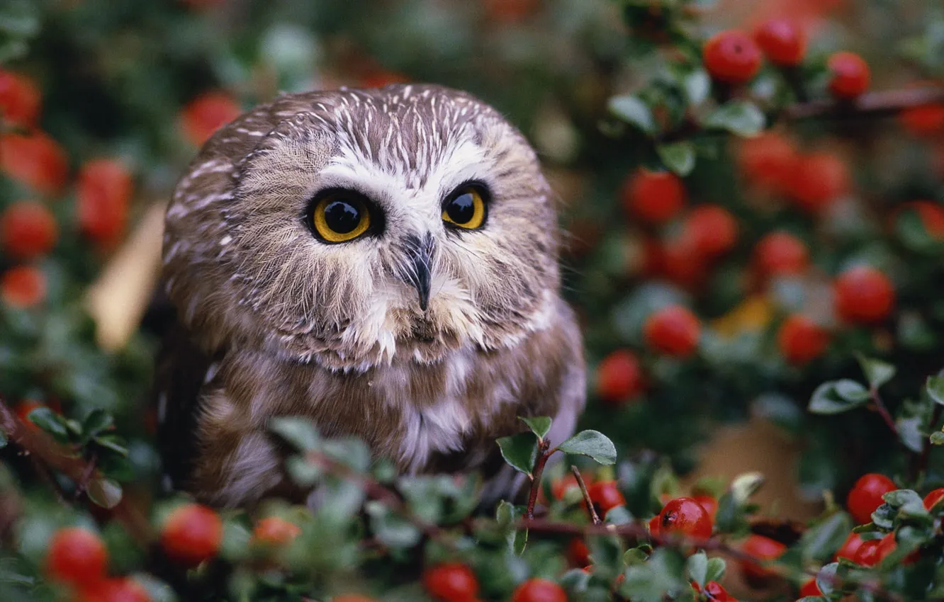 Photo wallpaper berries, owl, the bushes