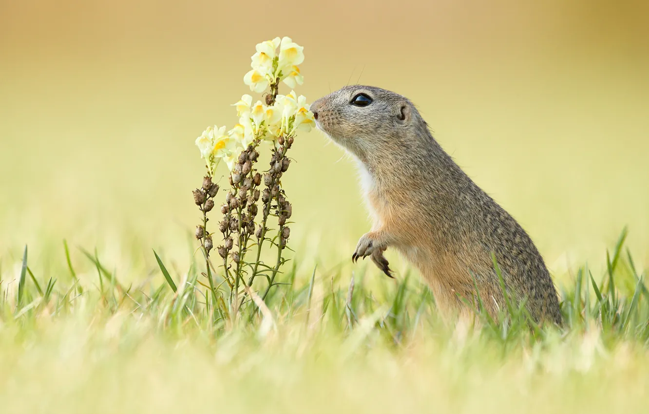 Photo wallpaper grass, flowers, background, gopher, stand, snapdragons