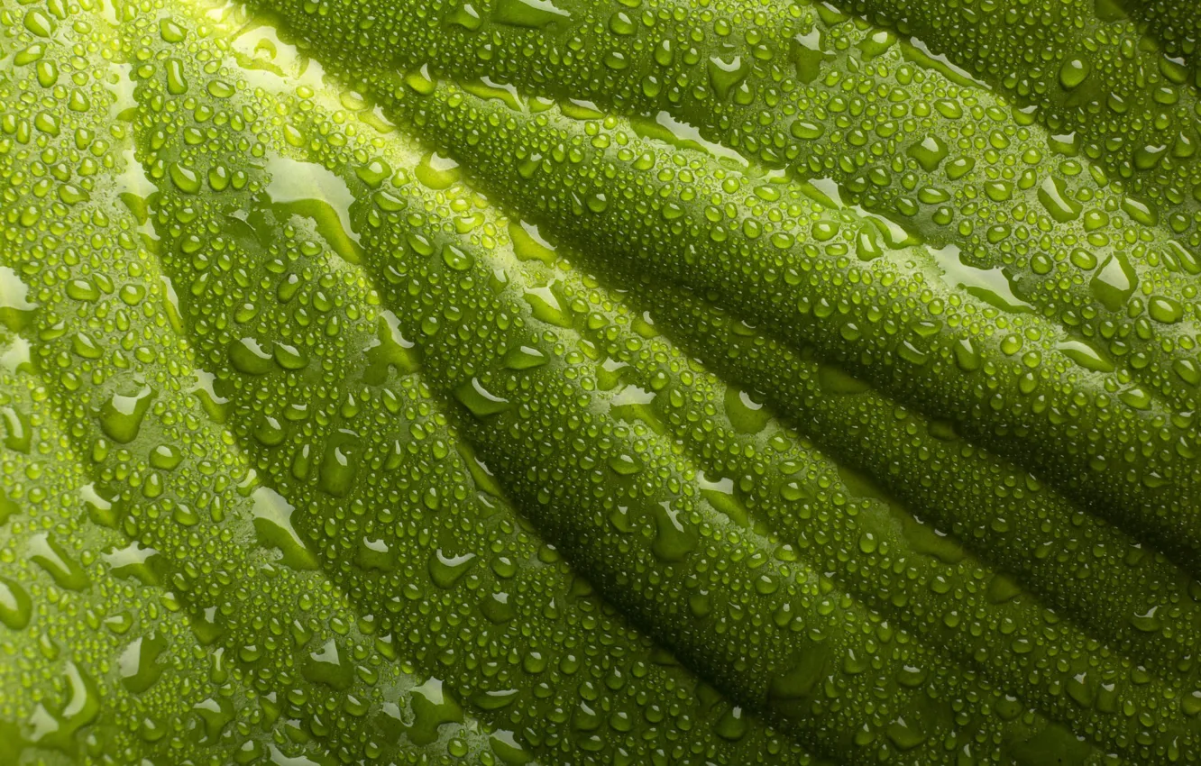 Photo wallpaper water, drops, macro, sheet, green, Rosa, background, leaf