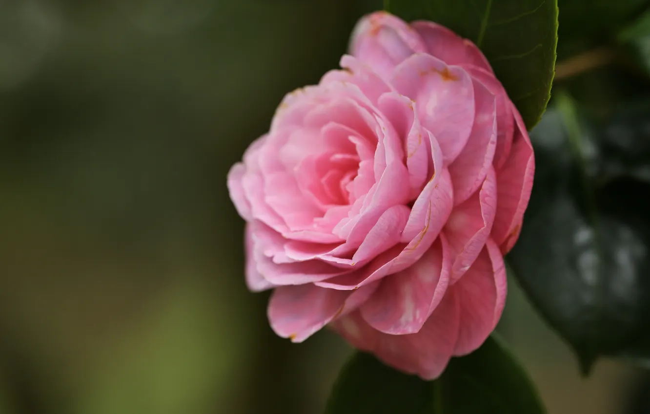 Photo wallpaper leaves, macro, flowers, the dark background, blur, pink, flowering, Camellia