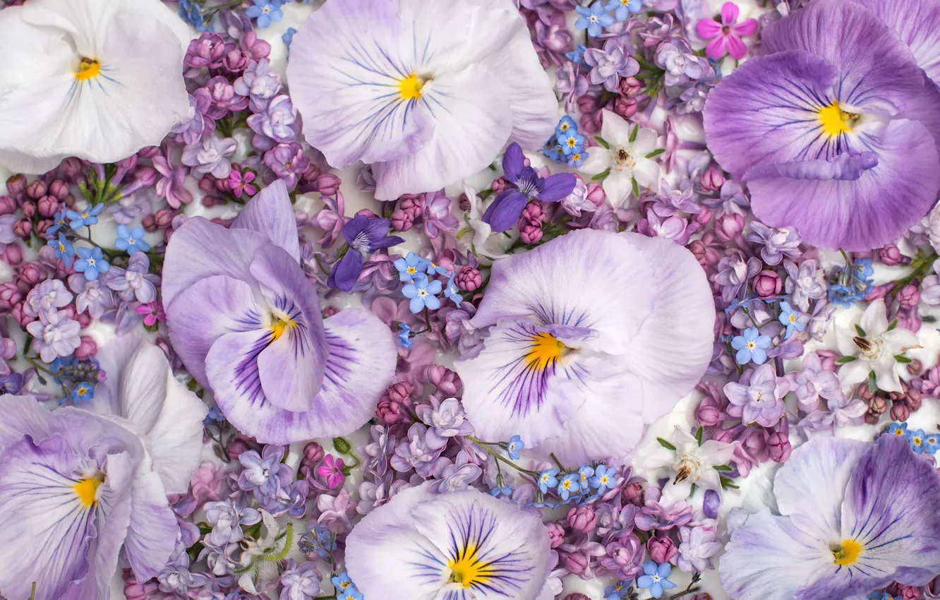 Photo wallpaper flowers, pink, white, Pansy, a lot, lilac, lilac, forget-me-nots