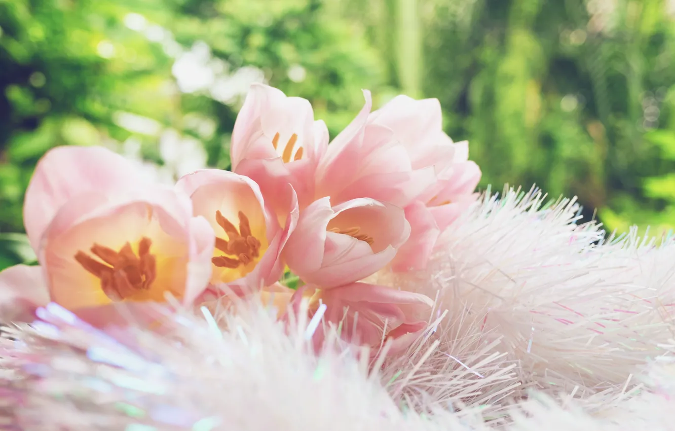 Photo wallpaper flowers, fluff, tulips, blanket