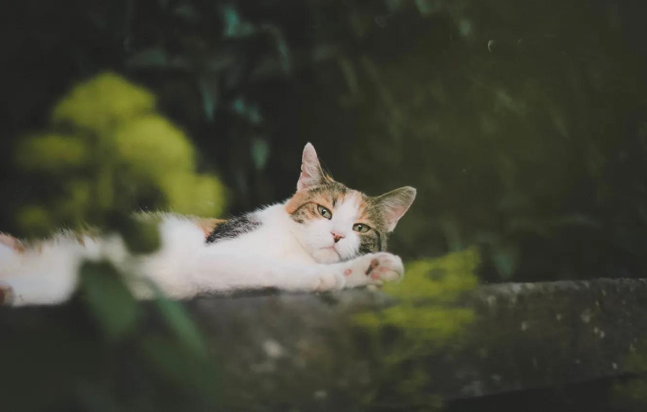 Photo wallpaper cat, cat, mustache, wool, lies, looks