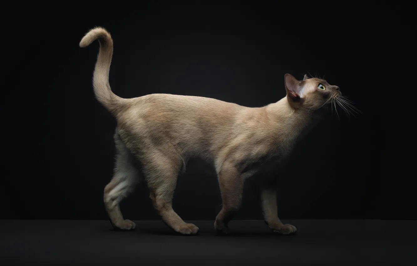 Photo wallpaper cat, tail, Siamese