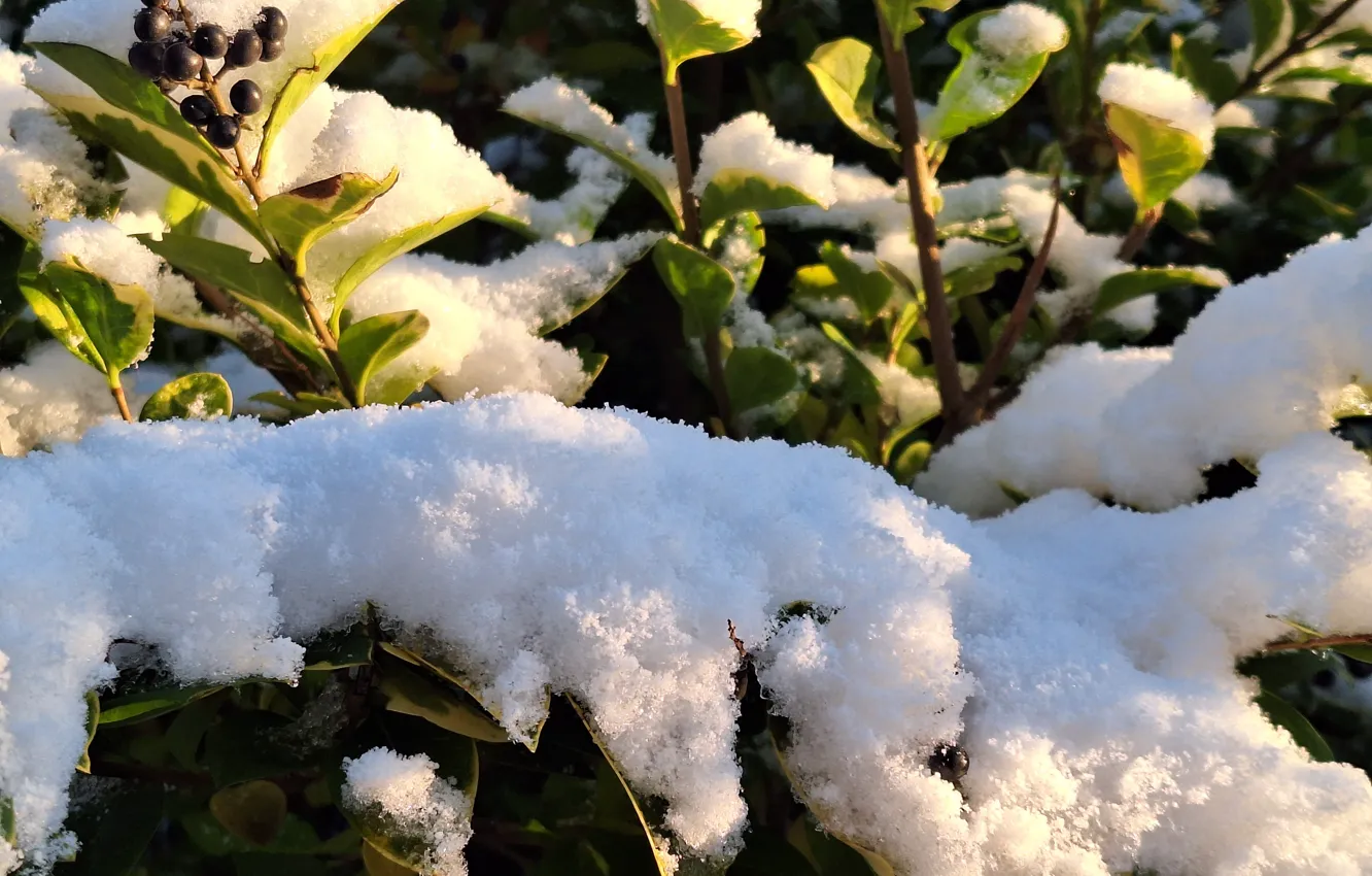 Photo wallpaper Snow, fruit, Krzak