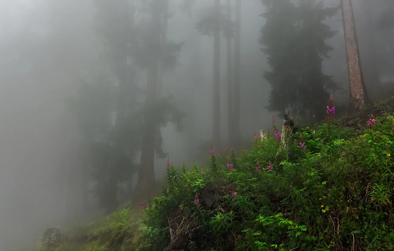 Photo wallpaper forest, landscape, nature, fog
