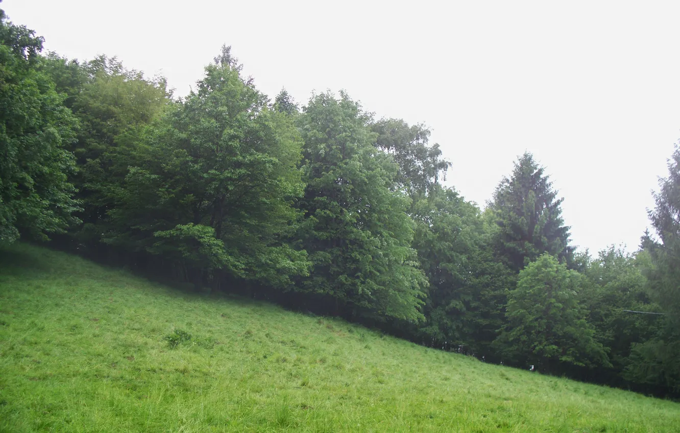 Photo wallpaper greens, forest, clouds, mountains, fog, tree, ate, slope