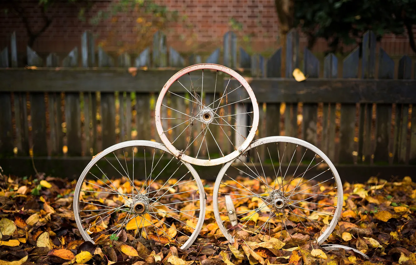 Photo wallpaper autumn, leaves, wheel