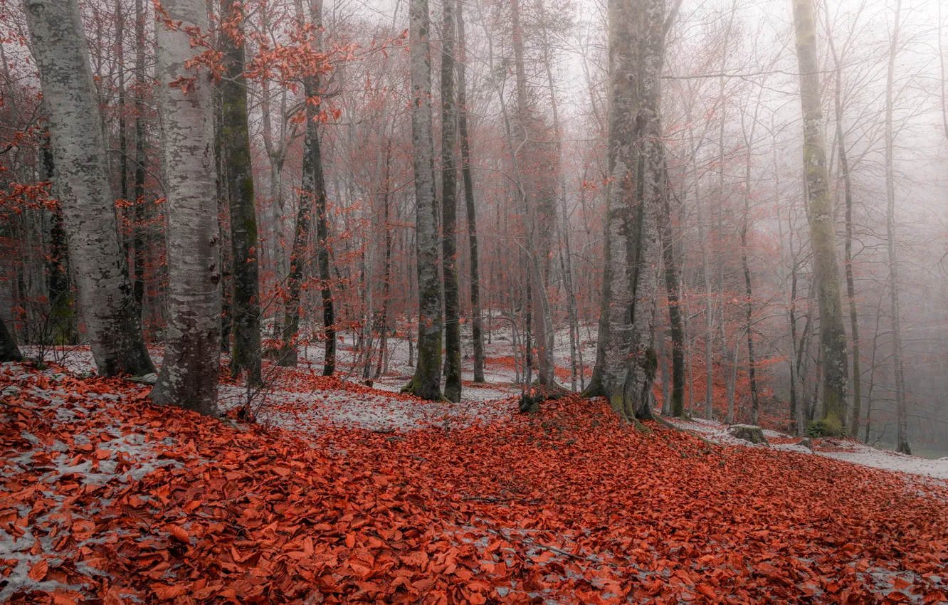 Photo wallpaper autumn, forest, leaves, snow