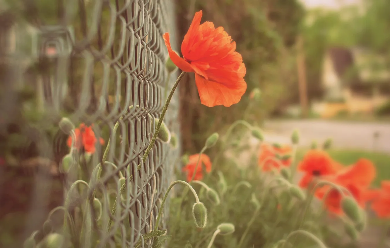 Photo wallpaper macro, flowers, red, background, mesh, widescreen, Wallpaper, the fence