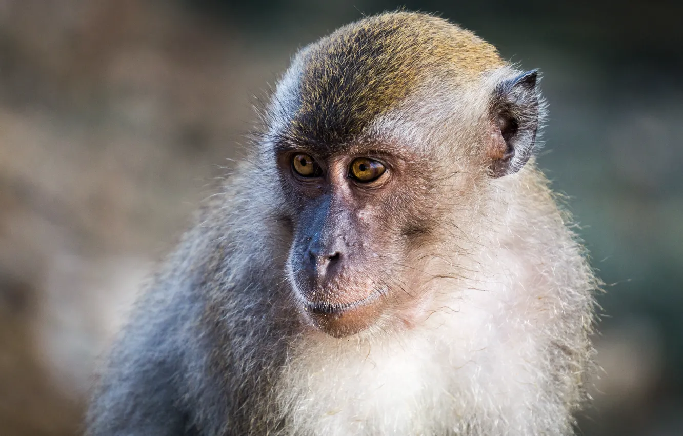 Photo wallpaper monkey, animal, Malaysia, portrait, mammal, kuantan