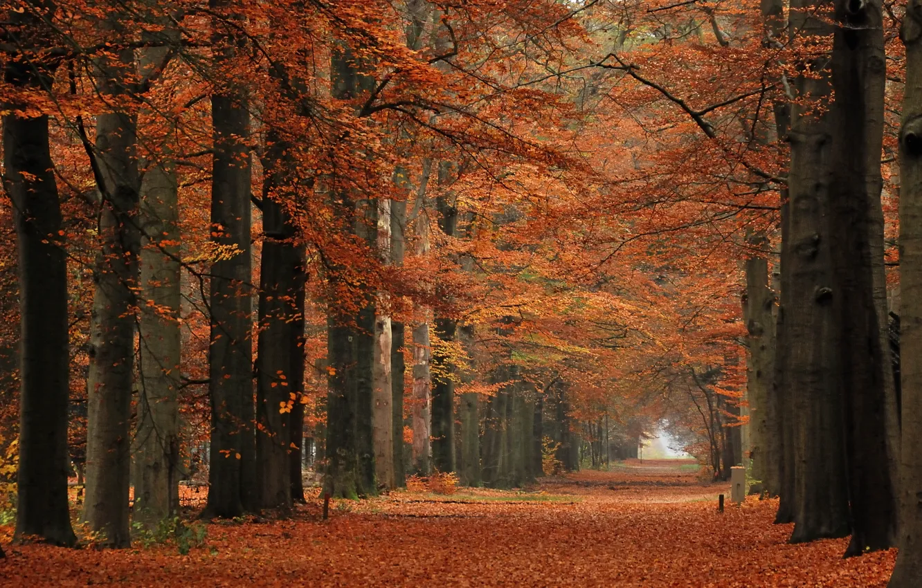 Photo wallpaper forest, leaves, trees, Park, branch, Autumn, track, alley