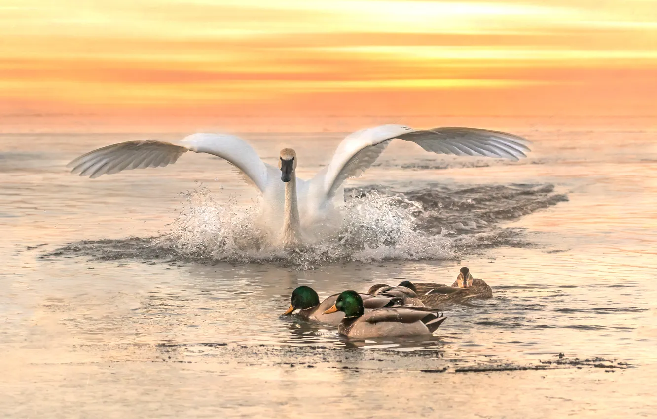 Photo wallpaper white, the sky, water, clouds, light, sunset, squirt, bird