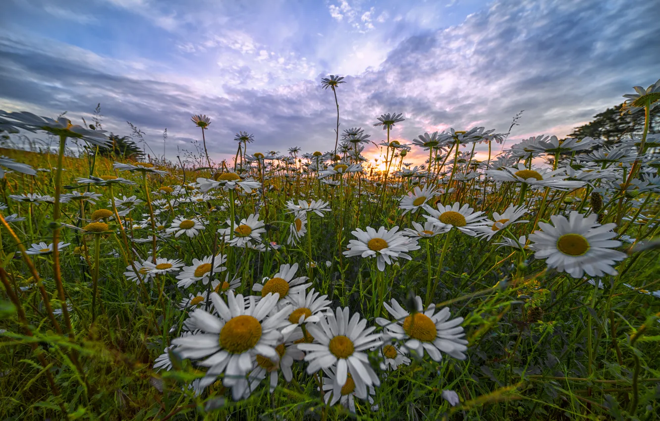 Photo wallpaper field, summer, flowers, chamomile