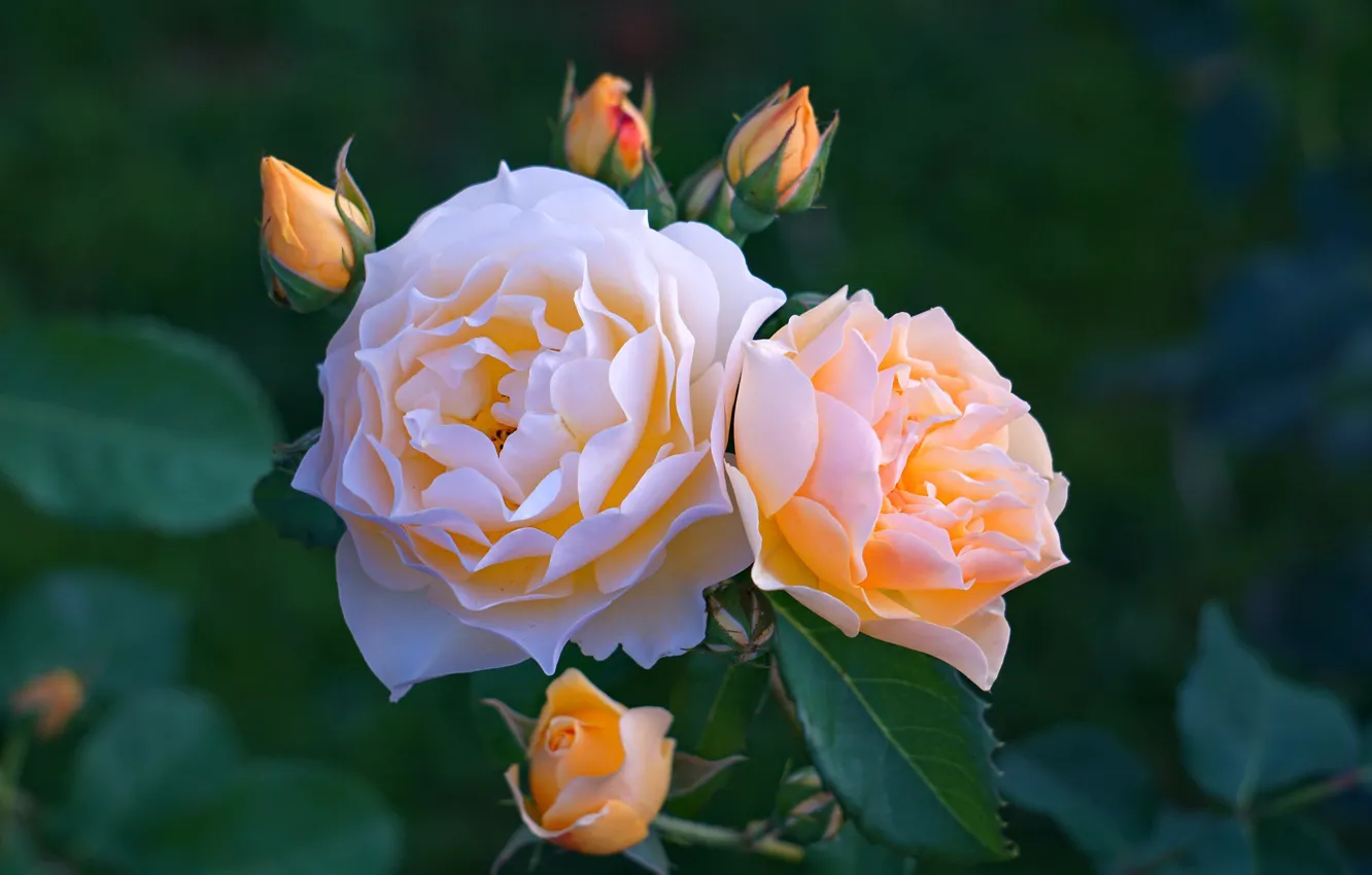 Photo wallpaper roses, petals, buds