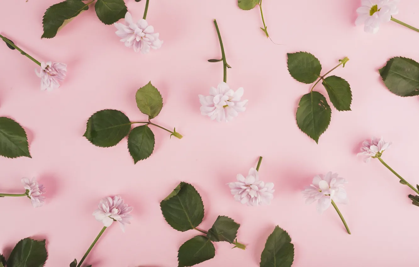 Photo wallpaper leaves, flowers, roses, buds, chrysanthemum