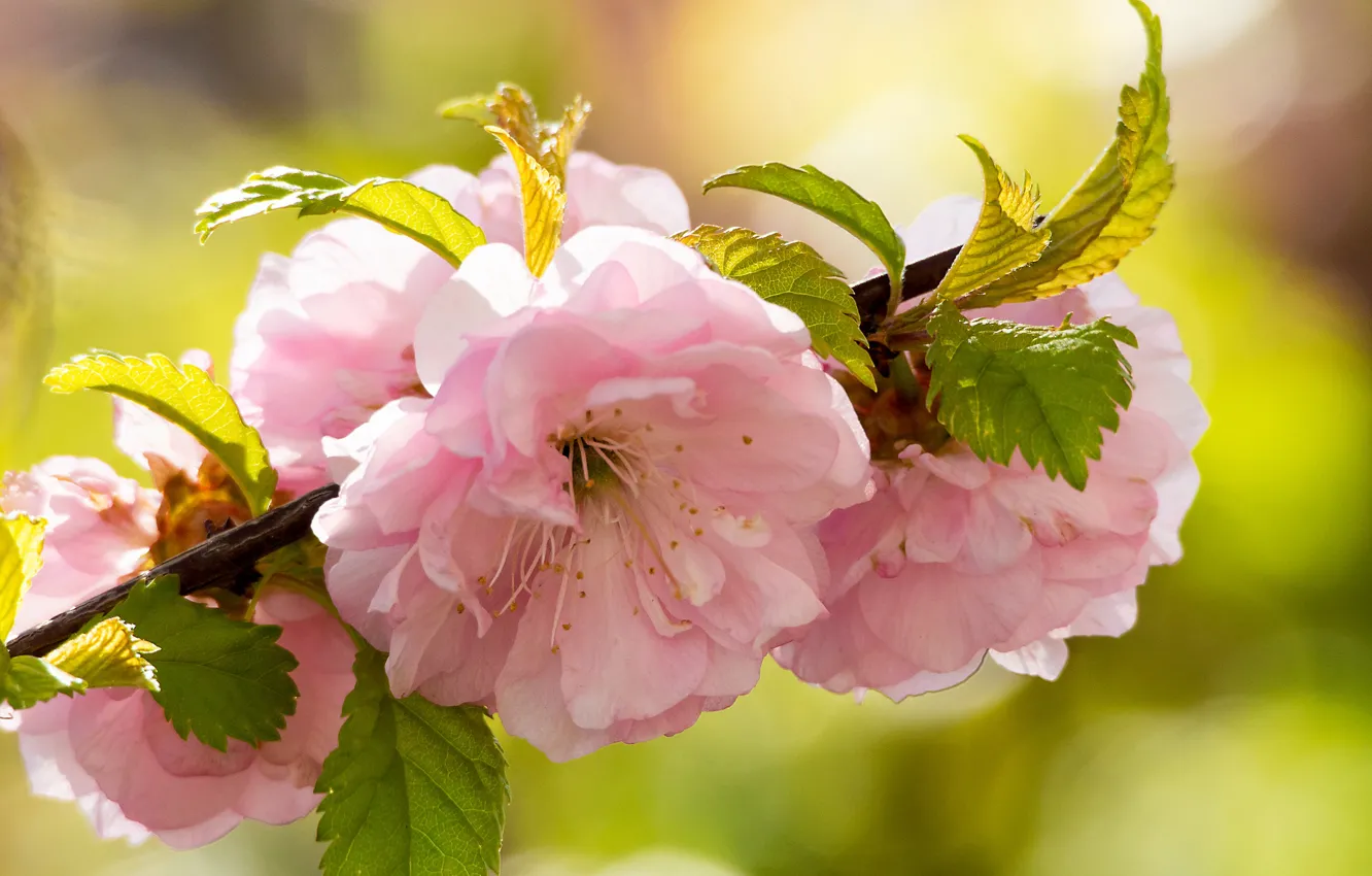 Photo wallpaper macro, flowers, branches, cherry, Sakura, flowering
