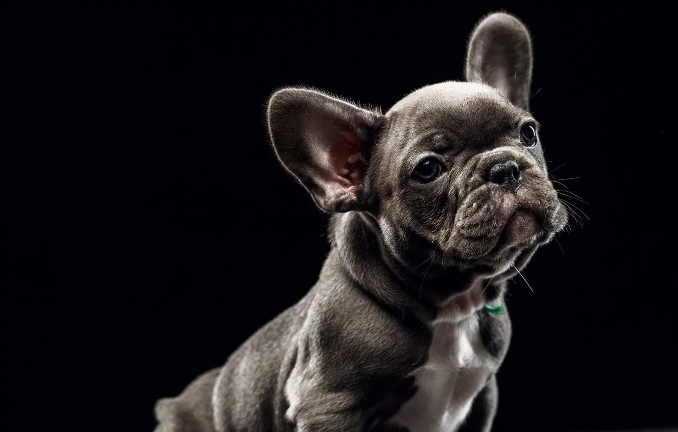 Photo wallpaper background, dog, puppy, face, doggie, French bulldog, Sergey Sorokin