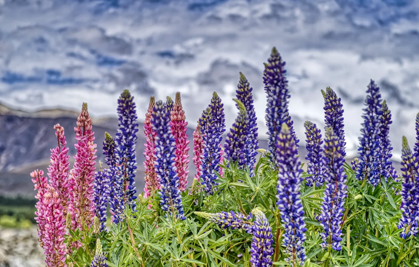 Photo wallpaper wave, summer, water, flowers, shore, treatment, pink, the bushes