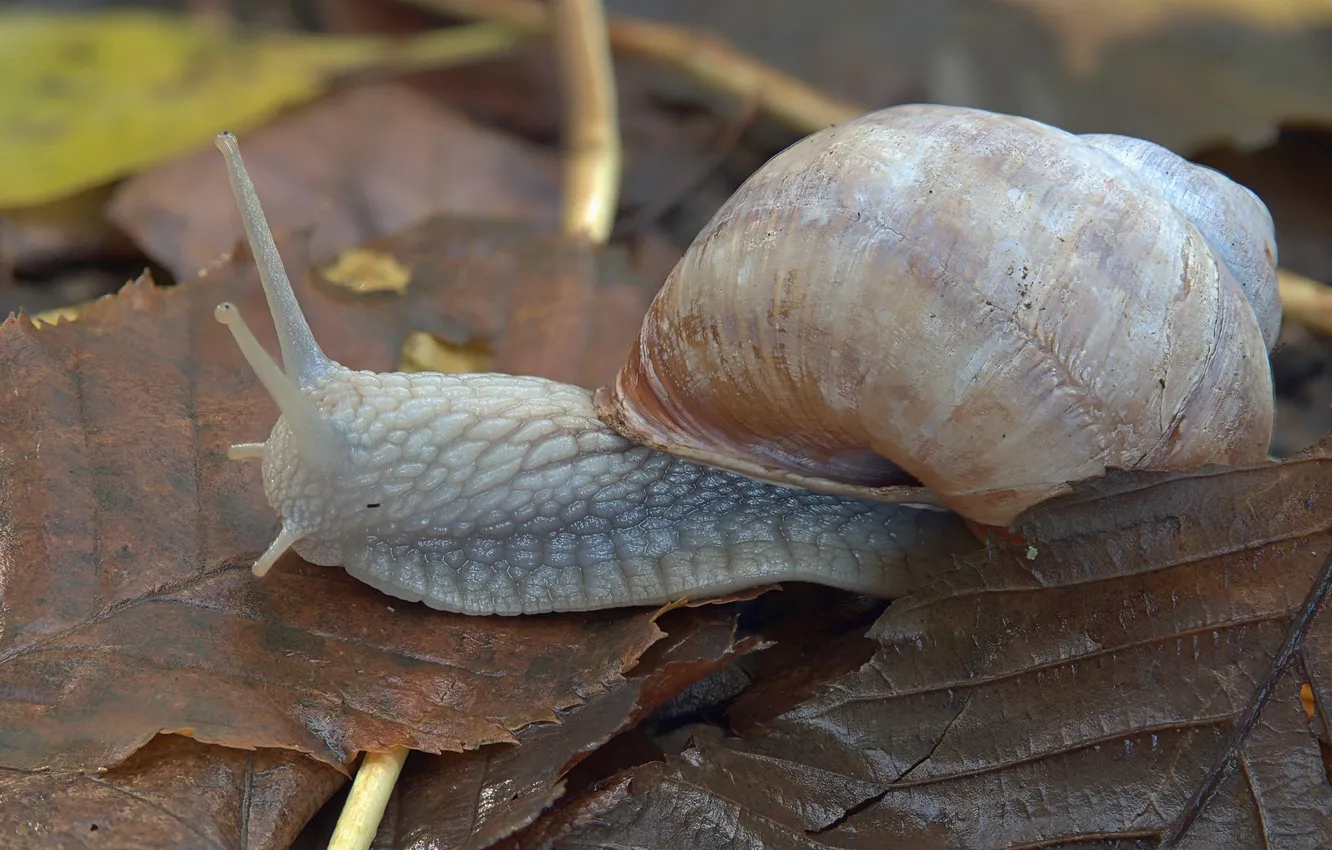 Photo wallpaper autumn, snail, dampness