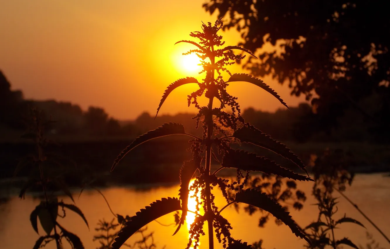 Photo wallpaper macro, sunset, nature, nature, sanset