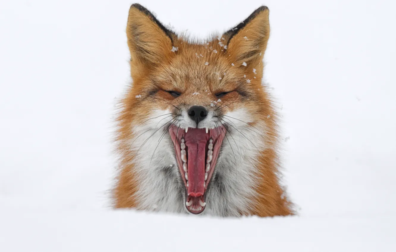 Photo wallpaper winter, snow, mouth, Fox, Fox, yawns