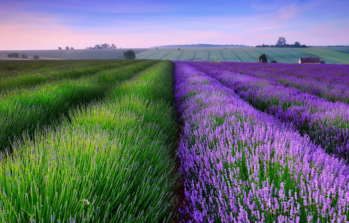 Photo wallpaper field, summer, sunset, house, England, the evening, lavender