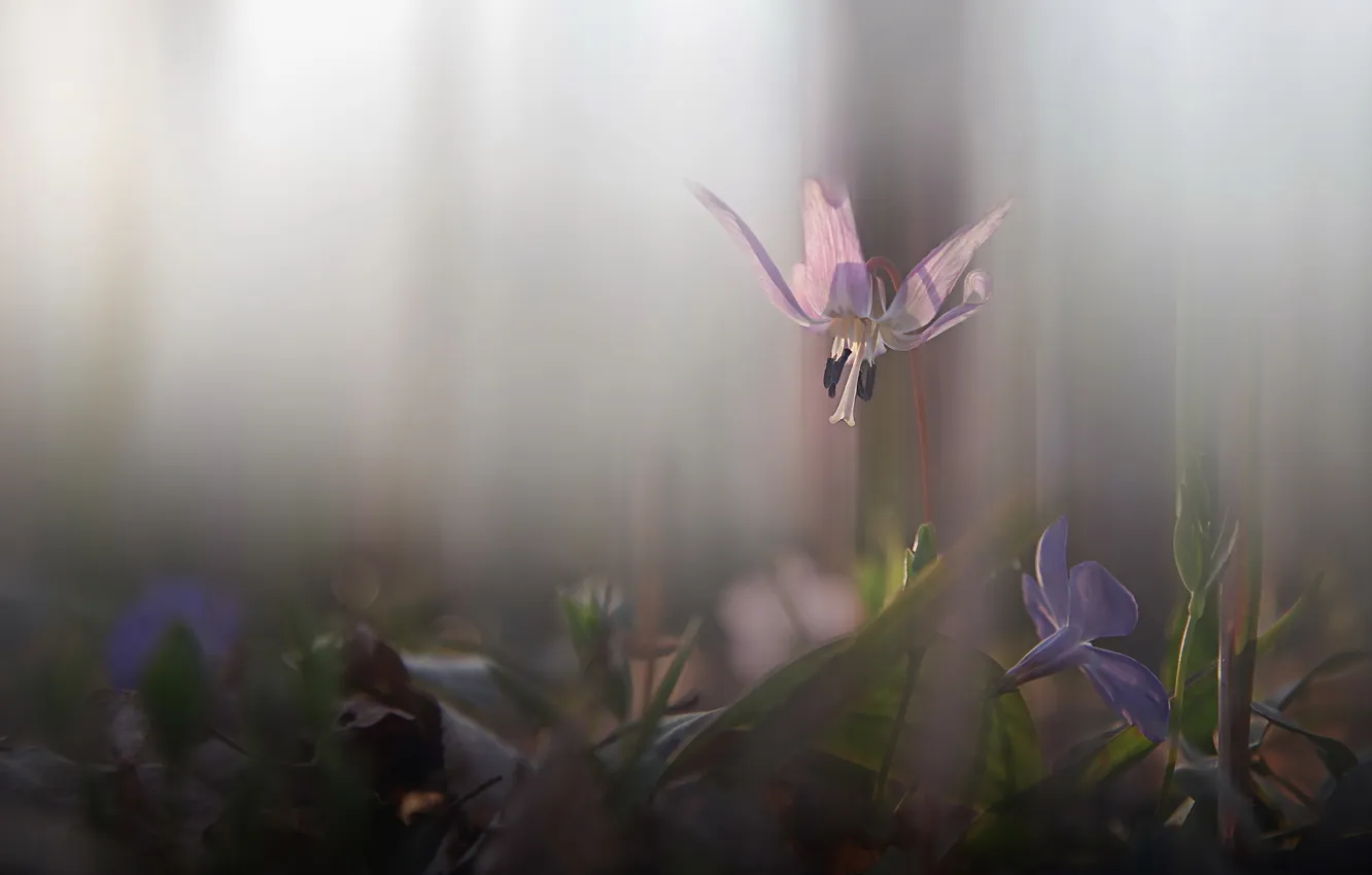 Photo wallpaper flowers, nature, background