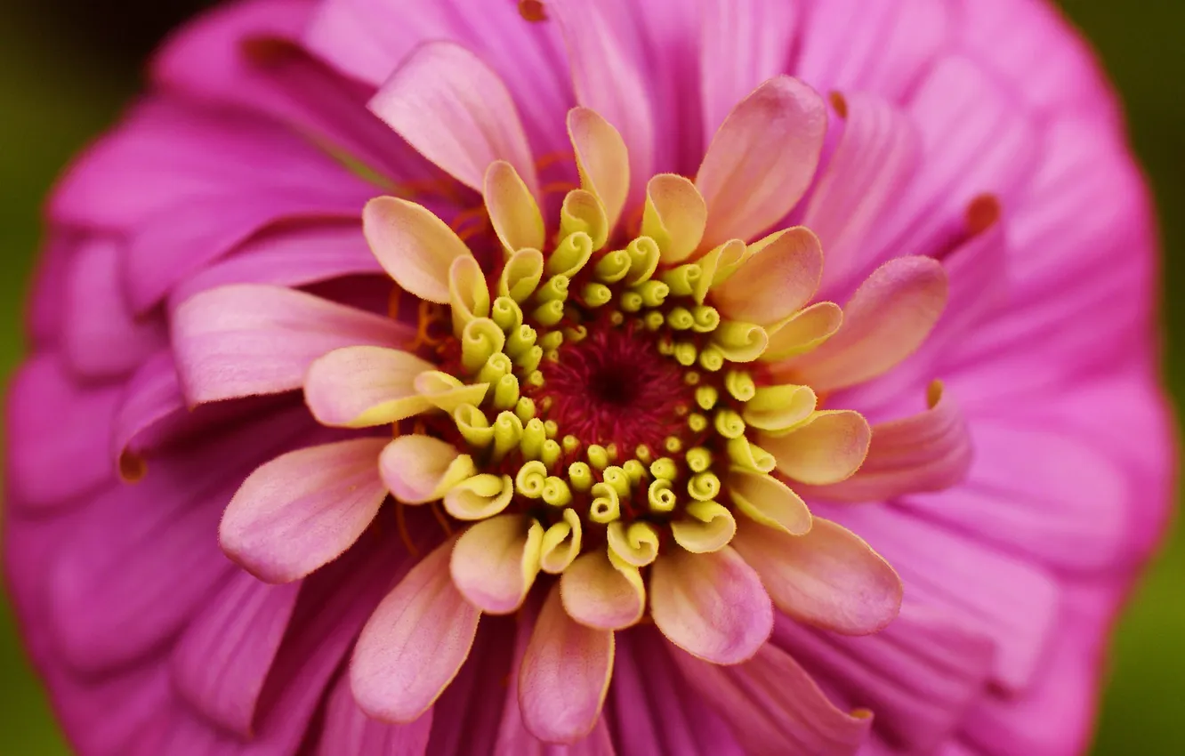Photo wallpaper macro, flowers, petals, pink