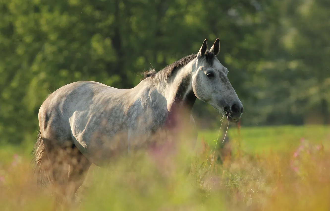 Photo wallpaper field, nature, horse