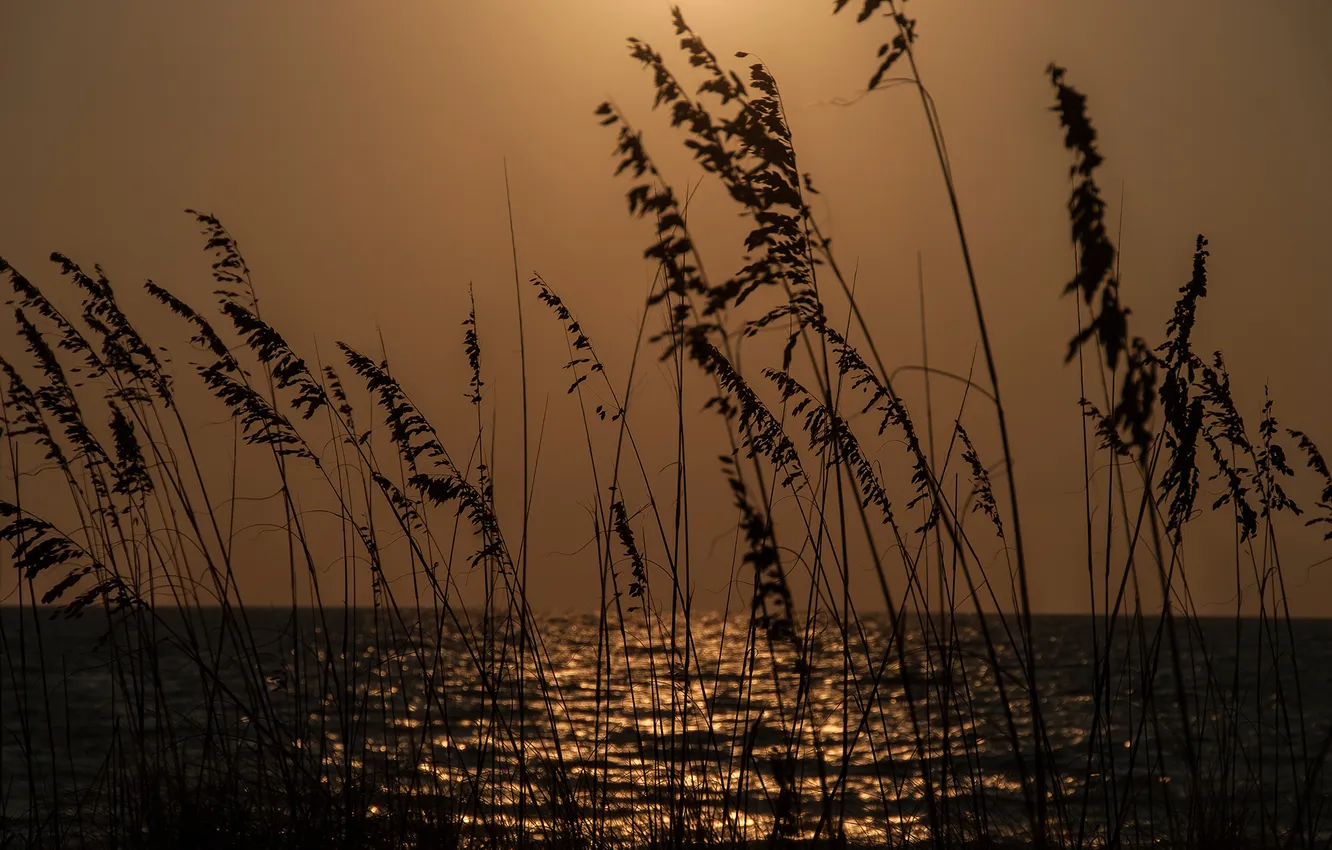 Photo wallpaper sea, the sky, grass, sunset, plant