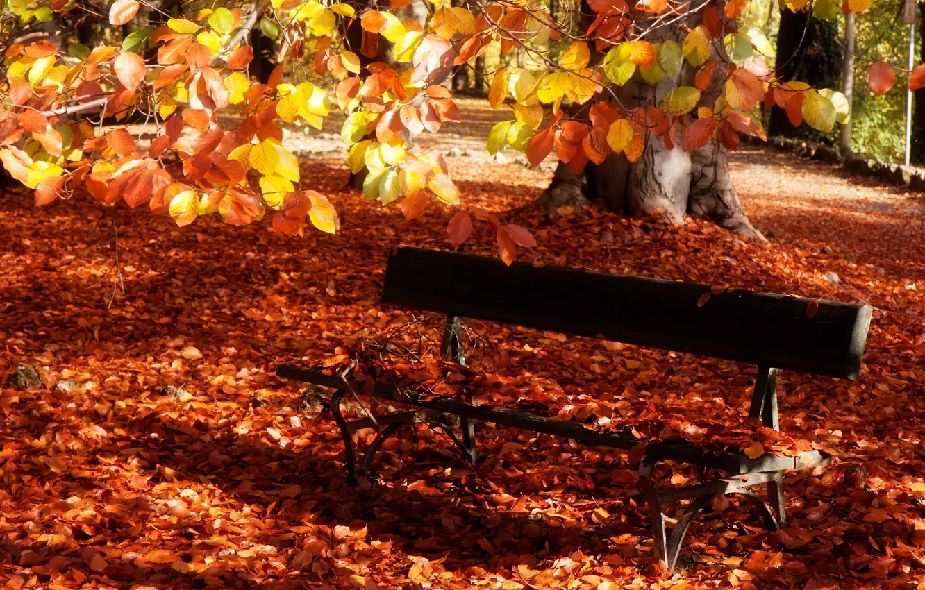 Photo wallpaper autumn, leaves, Park, bench