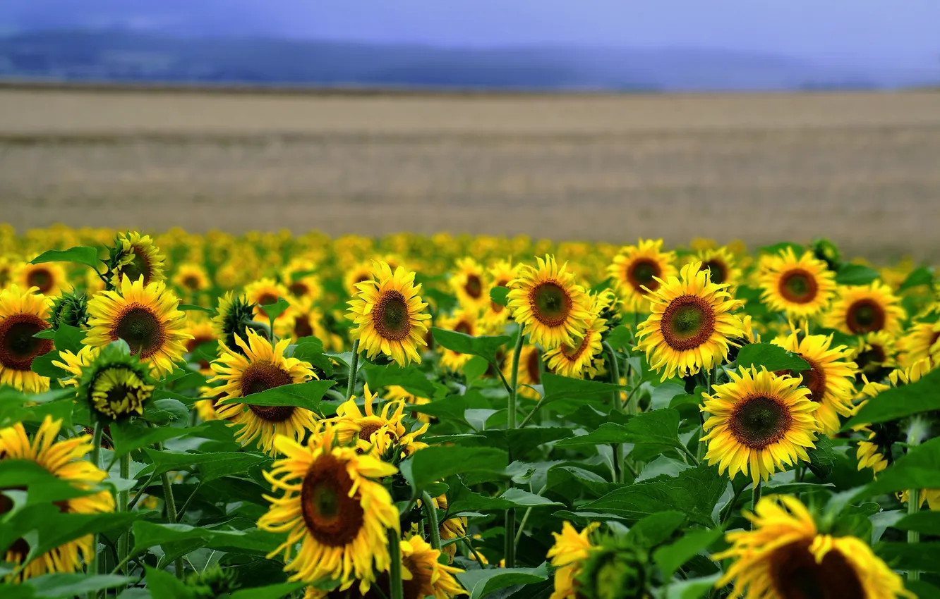 Photo wallpaper field, sunflowers, landscape, flowers