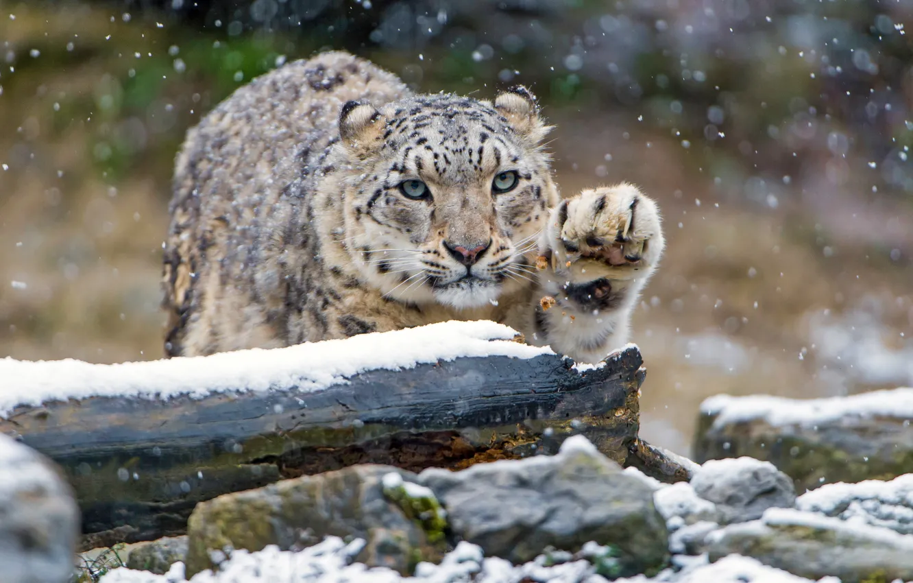 Photo wallpaper winter, look, snow, cats, stones, paw, snow leopard, log