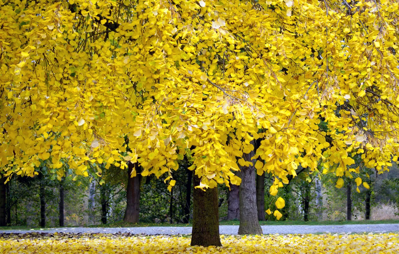 Photo wallpaper autumn, Park, tree