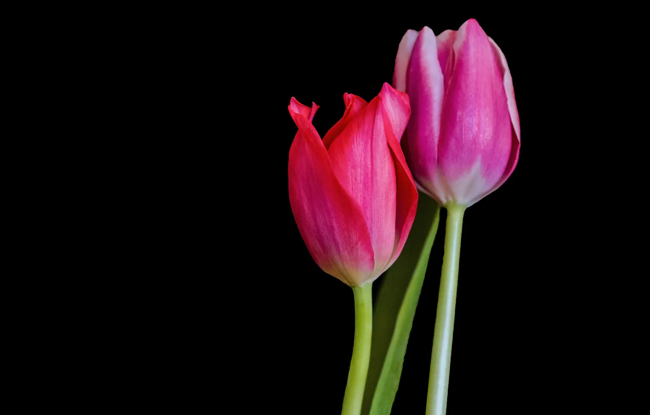 Photo wallpaper Tulips, Background, Tulips, Pink tulips