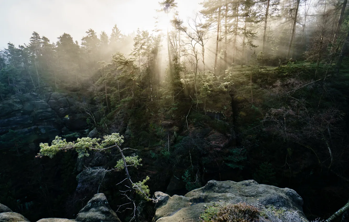Photo wallpaper forest, light, mountains