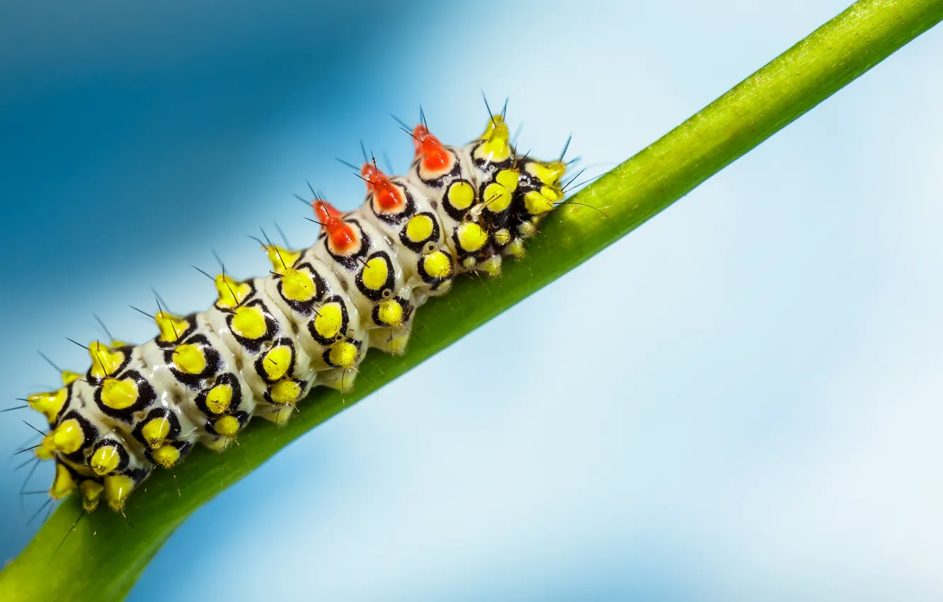 Photo wallpaper caterpillar, point, stem, spikes, bright